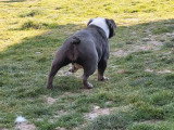 Chienne New English Bulldog bleue 2 ans non LOF à vendre