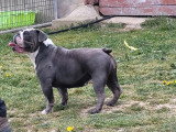 Chienne New English Bulldog bleue 2 ans non LOF à vendre