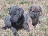 À réserver : 9 chiots Cane Corso LOF nés en mai 2026