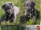 À réserver : 9 chiots Cane Corso LOF nés en mai 2026
