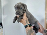 À réserver : 9 chiots Cane Corso LOF nés en mai 2026