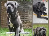 À réserver : 9 chiots Cane Corso LOF nés en mai 2026