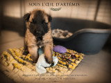 Chiots Berger Belge Groenendael et Tervueren LOF à vendre