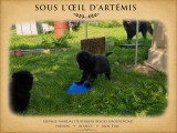 Chiots Berger Belge Groenendael et Tervueren LOF à vendre