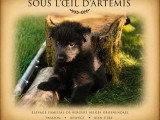 Chiots Berger Belge Groenendael et Tervueren LOF à vendre