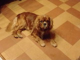Jeune mâle Cavalier King Charles Spaniel ruby à vendre