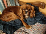 Jeune mâle Cavalier King Charles Spaniel ruby à vendre