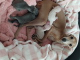 Sublimes chiots Petit Lévrier Italien à vendre