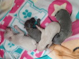 Sublimes chiots Petit Lévrier Italien à vendre