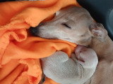Sublimes chiots Petit Lévrier Italien à vendre