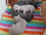 Sublimes chiots Petit Lévrier Italien