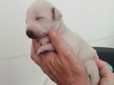 Sublimes chiots Petit Lévrier Italien