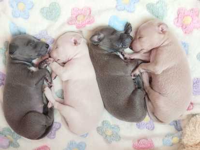 Sublimes chiots Petit Lévrier Italien