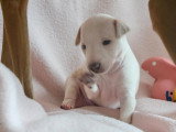 Sublime chiot Petit Lévrier Italien