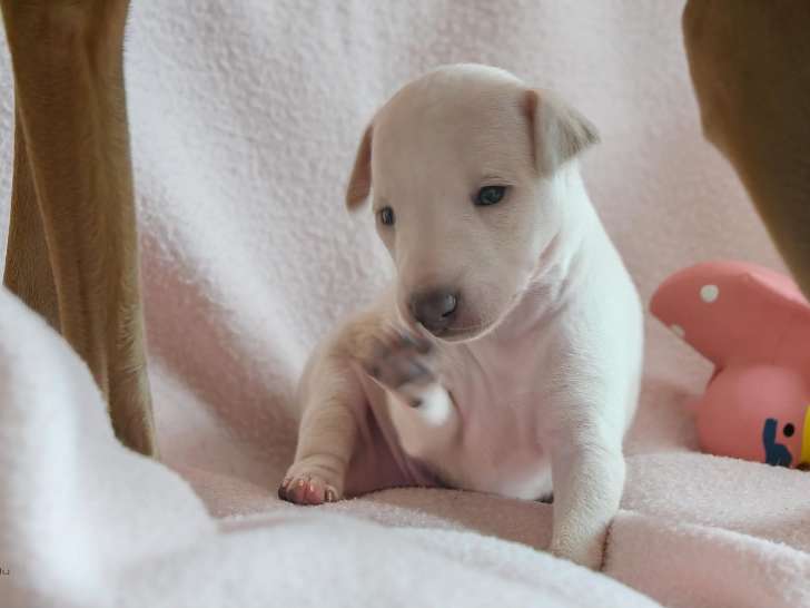 Sublime chiot Petit Lévrier Italien