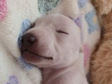 Sublime chiot Petit Lévrier Italien