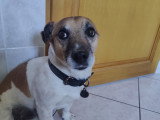 Cherche femelle Jack Russell Terrier pour saillie