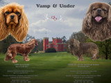 Chitos Cavalier King Charles rubis à naître en août 2026