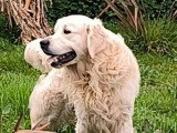 Chien Golden Retriever LOF disponible pour saillie