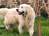 Chien Golden Retriever LOF disponible pour saillie