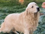 Chien Golden Retriever LOF disponible pour saillie
