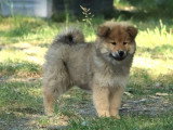 1 mâle 1 femelle Eurasier fauves LOF à réserver nés en avril 2026