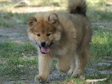 1 mâle 1 femelle Eurasier fauves LOF à réserver nés en avril 2026