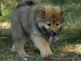 1 mâle 1 femelle Eurasier fauves LOF à réserver nés en avril 2026