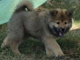 1 mâle 1 femelle Eurasier fauves LOF à réserver nés en avril 2026