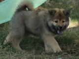 2 chiots femelles Cairn Terrier non LOF nés en mai 2026 à réserver