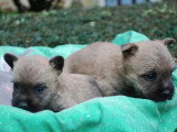 2 chiots femelles Cairn Terrier non LOF nés en mai 2026 à réserver