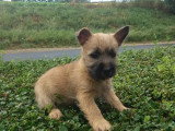 2 chiots femelles Cairn Terrier non LOF nés en mai 2026 à réserver