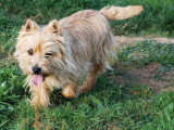 2 chiots femelles Cairn Terrier non LOF nés en mai 2026 à réserver