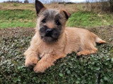 2 chiots femelles Cairn Terrier non LOF nés en mai 2026 à réserver