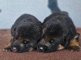 6 chiots Berger Allemand LOF nés en juin 2026 à réserver