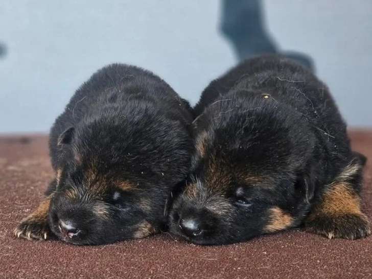 6 chiots Berger Allemand LOF nés en juin 2026 à réserver