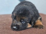 6 chiots Berger Allemand LOF nés en juin 2026 à réserver