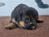 6 chiots Berger Allemand LOF nés en juin 2026 à réserver