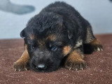 6 chiots Berger Allemand LOF nés en juin 2026 à réserver