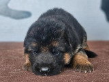 6 chiots Berger Allemand LOF nés en juin 2026 à réserver