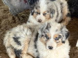À vendre : 6 chiots Berger Australien LOF nés en avril 2026