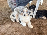 À vendre : 6 chiots Berger Australien LOF nés en avril 2026
