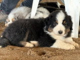 À vendre : 6 chiots Berger Australien LOF nés en avril 2026