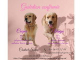 Chiots Golden Retriever à naître en juillet 2026