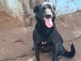 Chienne beldie à adopter en association