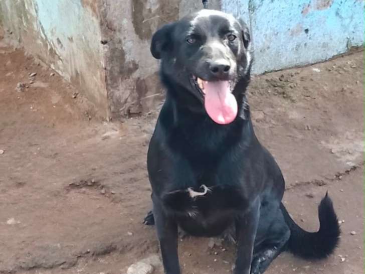 Chienne beldie à adopter en association