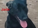 Chienne beldie à adopter en association