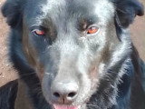 Chienne beldie à adopter en association