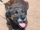 Aunix, jeune chien beldie à adopter en association