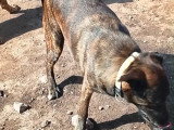 Aunix, jeune chien beldie à adopter en association